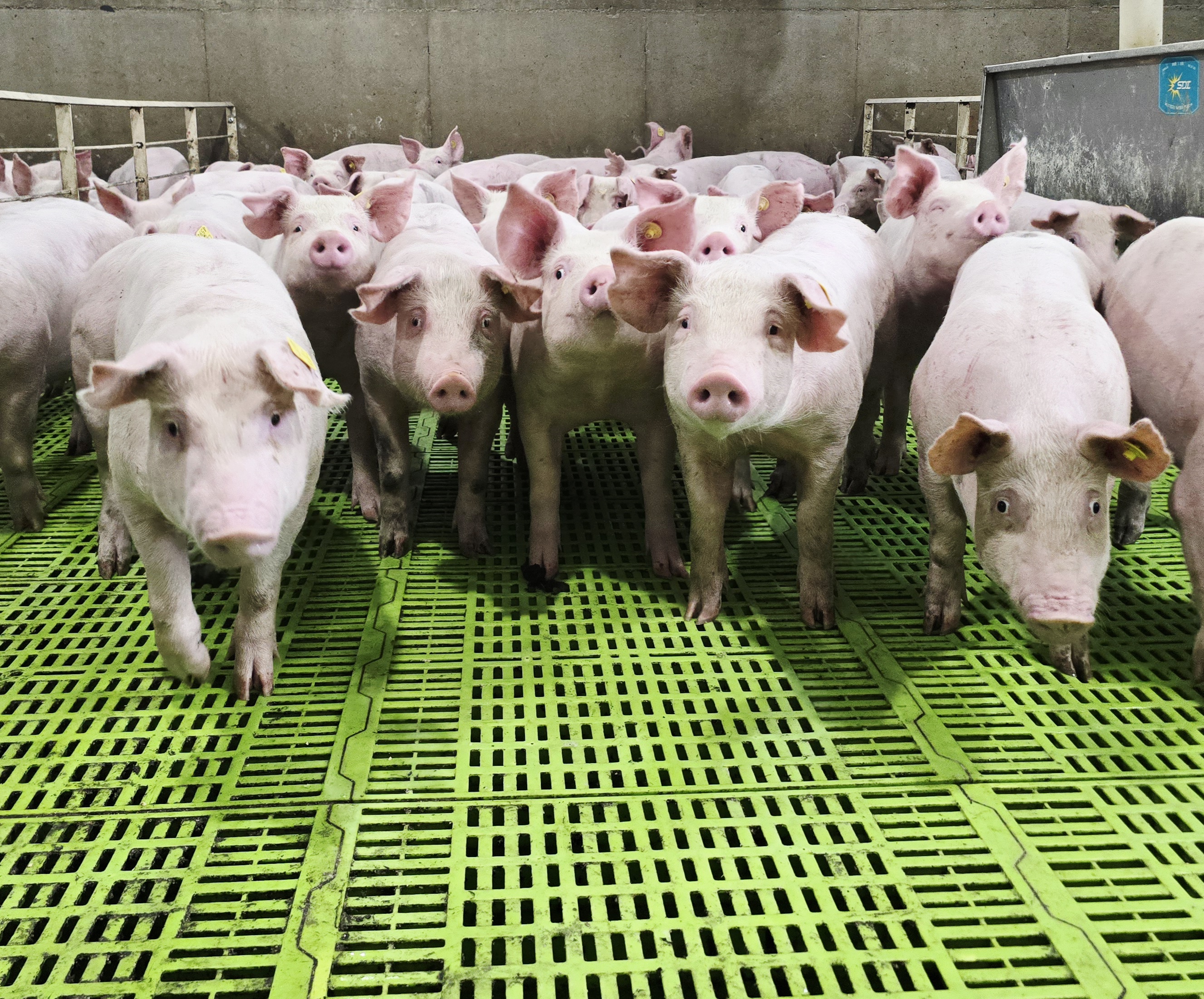 Group of grow-finish pigs on slatted floor